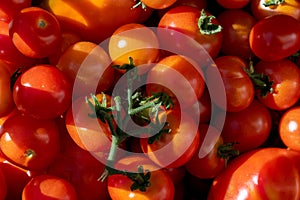 Big pile of red and ripe tomatoes in the sun..