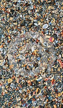 Big pile with small shells and other sea life on the beach for background and wallpaper. Mixed colorful seashells on seashore.