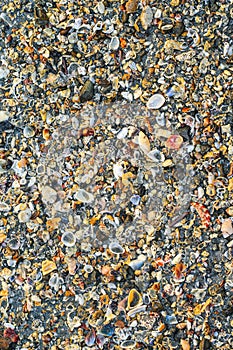 Big pile with small shells and other sea life on the beach for background and wallpaper. Mixed colorful seashells on seashore.