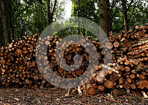 big pile of wood on the edge of the forest