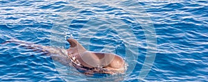 Big pilot whale in the Atlantic Ocean off the coast of Tenerife in panorama