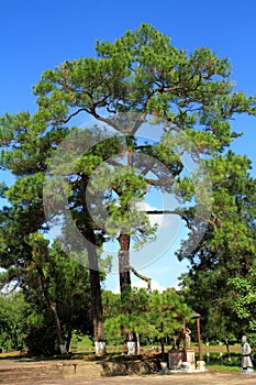 A big pine