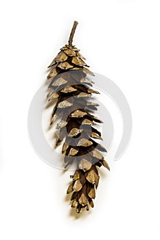 Big pine cone on white background