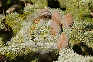 Big pine cones of Cedar Of Lebanon, evergreen conifer tree growing in Tasmania, Australia