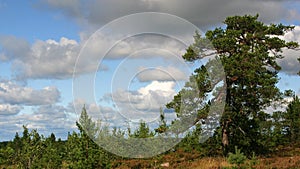 A big pine standing on top of the hill