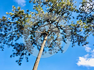 Big Pine tree on blue sky and cloud