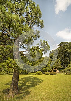 Big pine tree on a lawn under the blue sky and bamboo gate in th