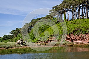 Big pine tree by the river