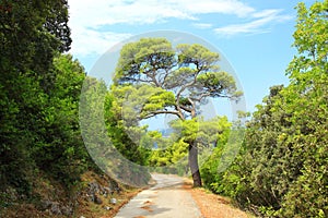 Big pine tree and road through the forest