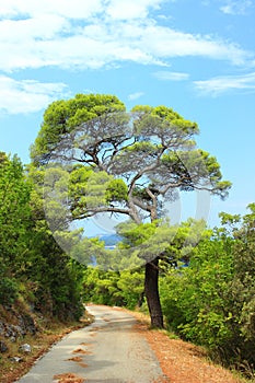 Big pine tree and road through the forest