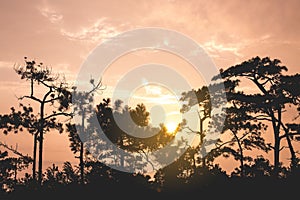 Big pine tree silhouette with golden sunset