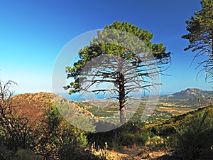 Big pine tree with view from the hill on coastal landscape sea and blue sky on GR 20 famous trek