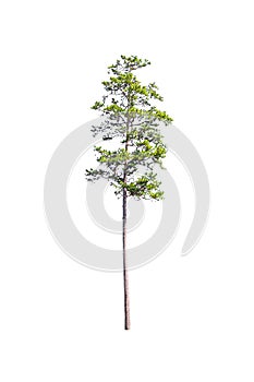 Big pine tree on white