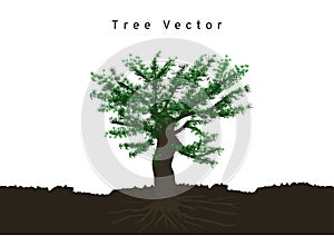 Big pine trees spread their roots, branched in the soil, tree vector isolated on white background