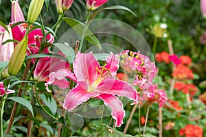 Big pink beautiful Tiger Lily flower in the garden