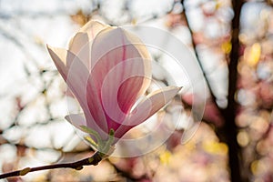 big pink bud of magnolia tree in blossom