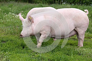 Big pink colored sows posing for camera