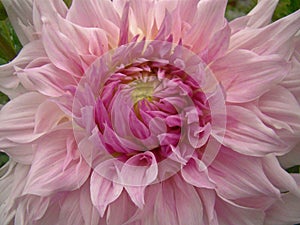 Big pink dahlia flower