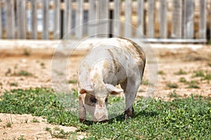 Big pink dirty pig in the barnyard