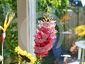 Big pink flower in front of a window with refelctions, various other flowers in the background photo