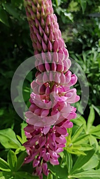 Big pink flower in the garden