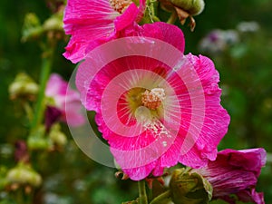 Big pink flower with green background