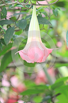 Big Pink Flower Plant, Beauty in Nature Color Photo