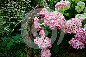 Big pink flowers with a shape of bobbles