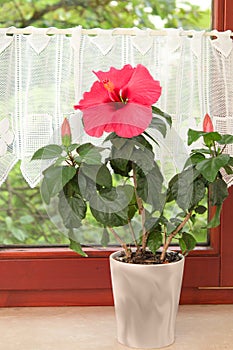 Big pink Hibiscus flower in the pot on window