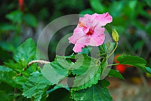 Big pink hibiscus flowers Bright green leaves