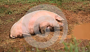 Big Pink Hog Cools Off in Mud Hole