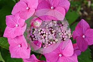 Big pink hydrangea flowers in sunny day