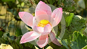 Big pink lotus