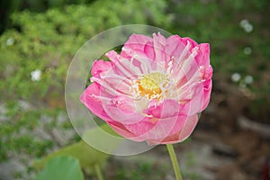 Big pink lotus in clay pot