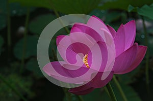 Big pink lotus flower, close-up