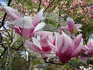 Big Pink Magnolia Blossoms at Kenwood photo