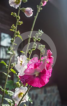 Big pink mallows with summer cottage in the background