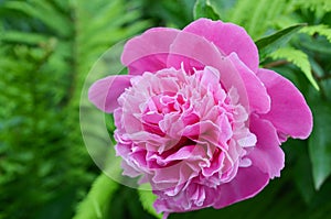 Big pink peony on a background of green leaves. Pink peony flower with bright juicy leaves. Peony in the summer garden. Beautiful