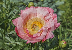 Big pink peony flower.