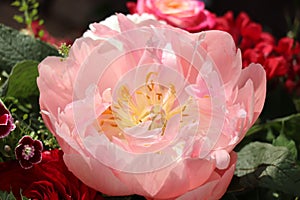 Big Pink Peony in full bloom