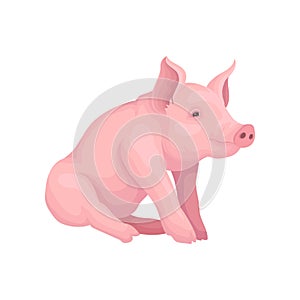 Big pink pig sitting isolated on white background. Farm animal with flat snout, hooves and big ears. Vector design