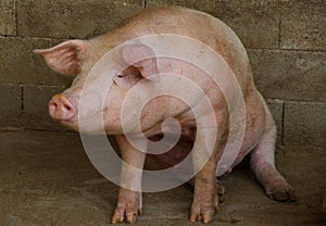 big pink pig sitting on the pigsty on farm