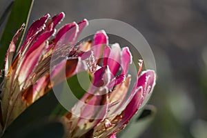 Big pink Protea or sugarbush flower close up photo