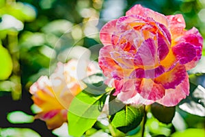 Big pink rose flower close-up in sunny morning