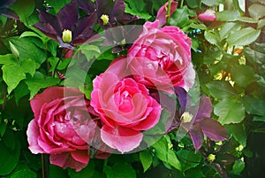 Big pink rose flowers and clematis in summer garden