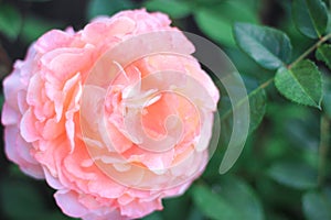 Big pink rose growing in a garden under the sun,