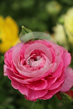 a big pink rose with lots of pink petals and a bloom