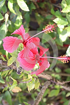 big pink shoeblackplant flower in the garden close-up shot
