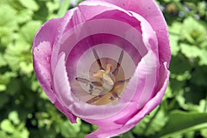 Big pink tulip