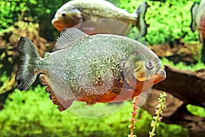 Large fish piranhas in the aquarium as a danger in nature